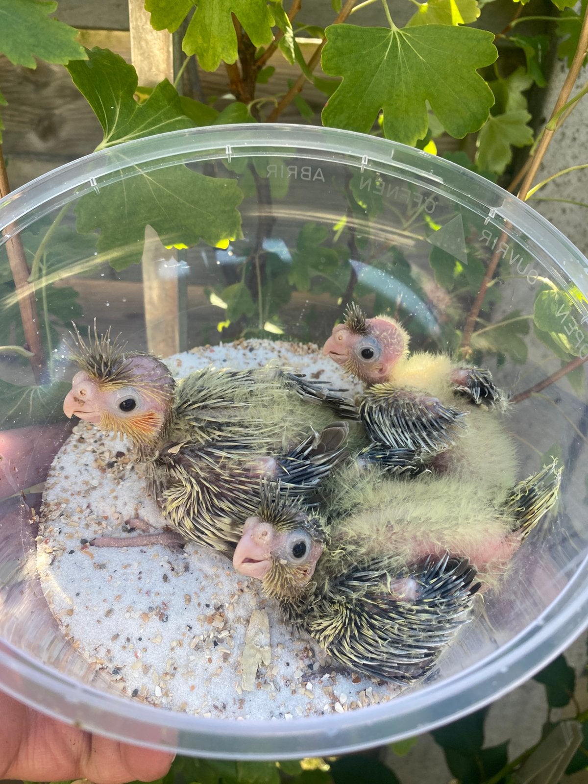 Calopsitte bebe eleve a la seraıng, Dieren en Toebehoren, Vissen | Aquariumvissen