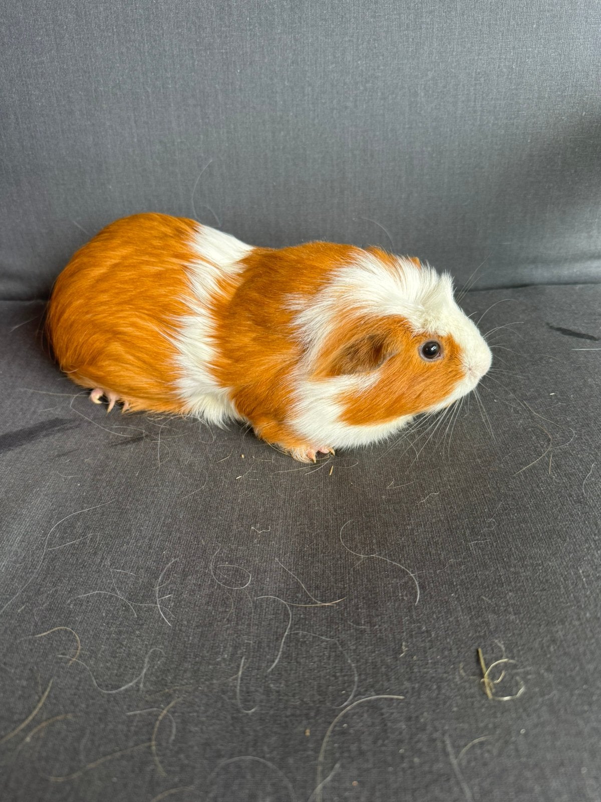 Zeugje, Dieren en Toebehoren, Vrouwelijk, Tam, Maart, Cavia