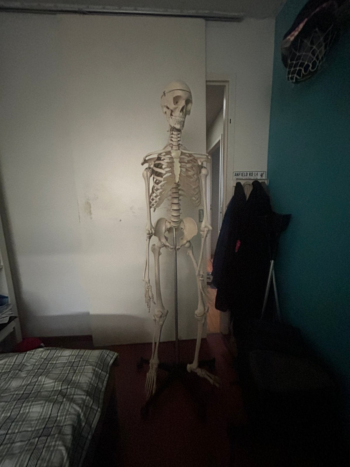 Anatomisch skelet, Diversen, Ophalen, Zo goed als nieuw