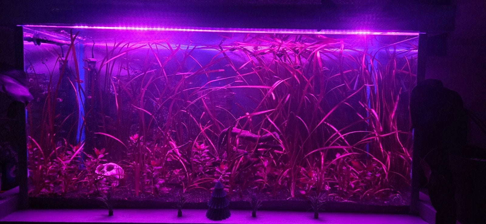groot compleet aquarium, Aquarium d'eau douce rempli, Comme neuf, Enlèvement, Poissons inclus