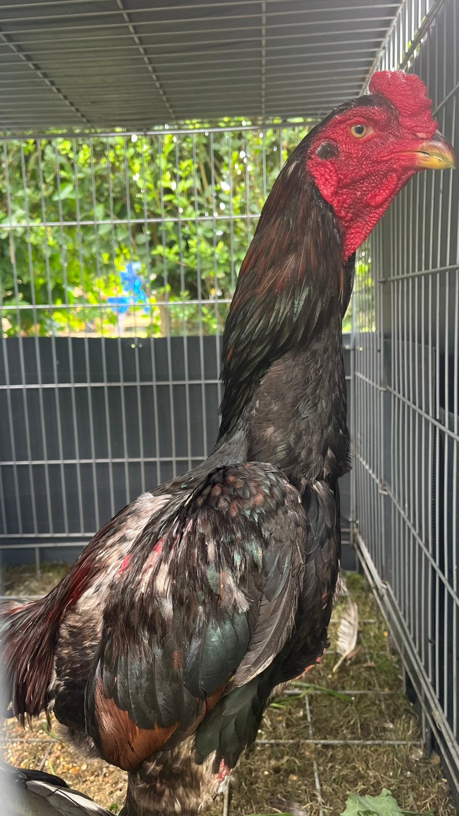 Coq Shamo