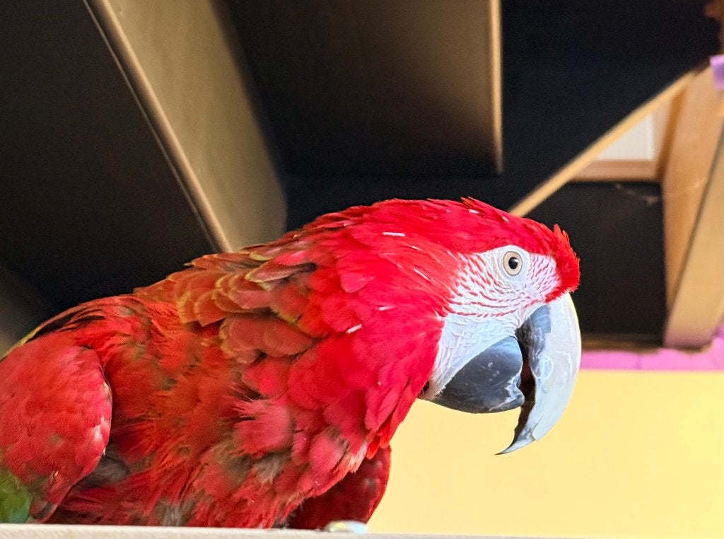 Scharlaken arapapegaai, Dieren en Toebehoren, Vogels | Parkieten en Papegaaien, Geslacht onbekend, Papegaai, Tam