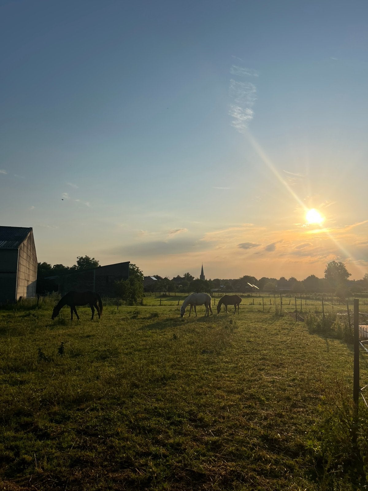Plekje op weide beschikbaar, Dieren en Toebehoren