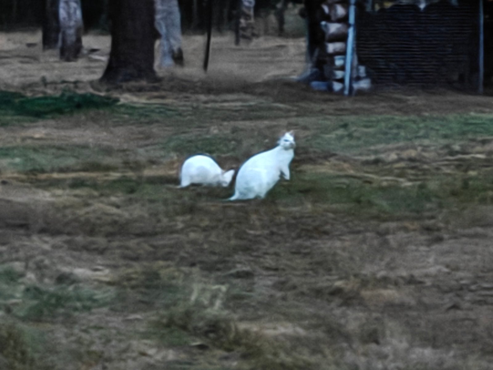 Albino Wallaby's, Animaux & Accessoires, Rongeurs, Janvier, Plusieurs animaux, Autres types