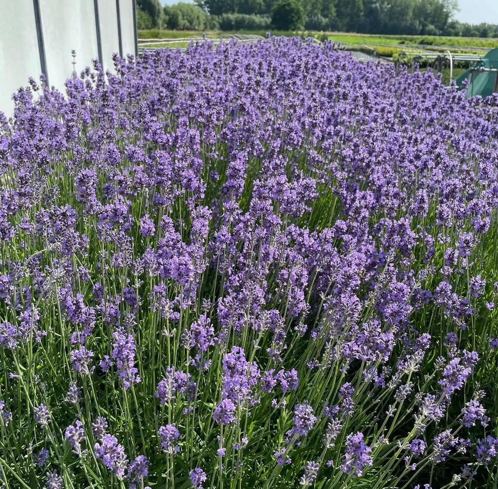 ‼️lavendel in promo ‼️, Ophalen