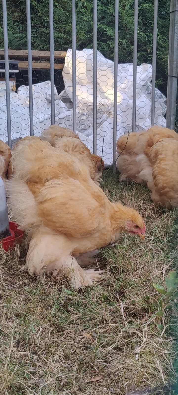 Cochin groothoender Buff haantjes, Dieren en Toebehoren, Mannelijk, Kip