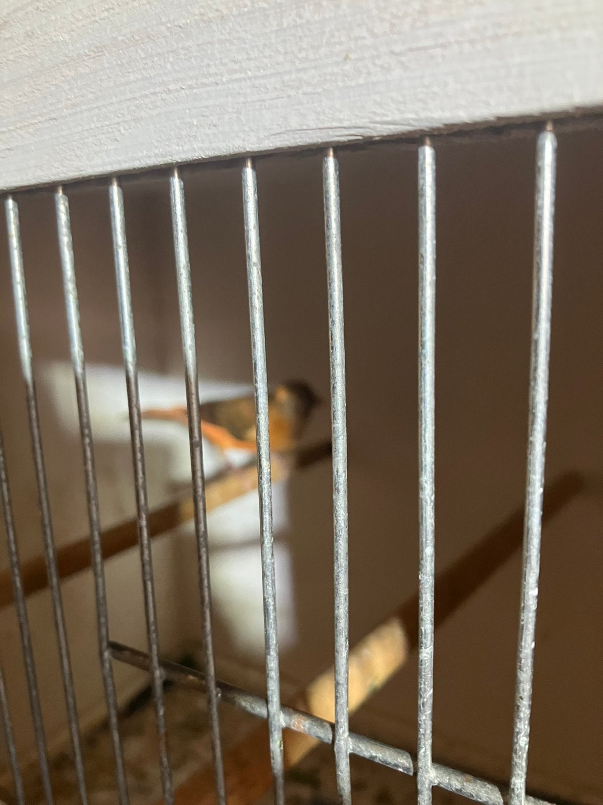 Kanarie 15€, Dieren en Toebehoren, Mannelijk