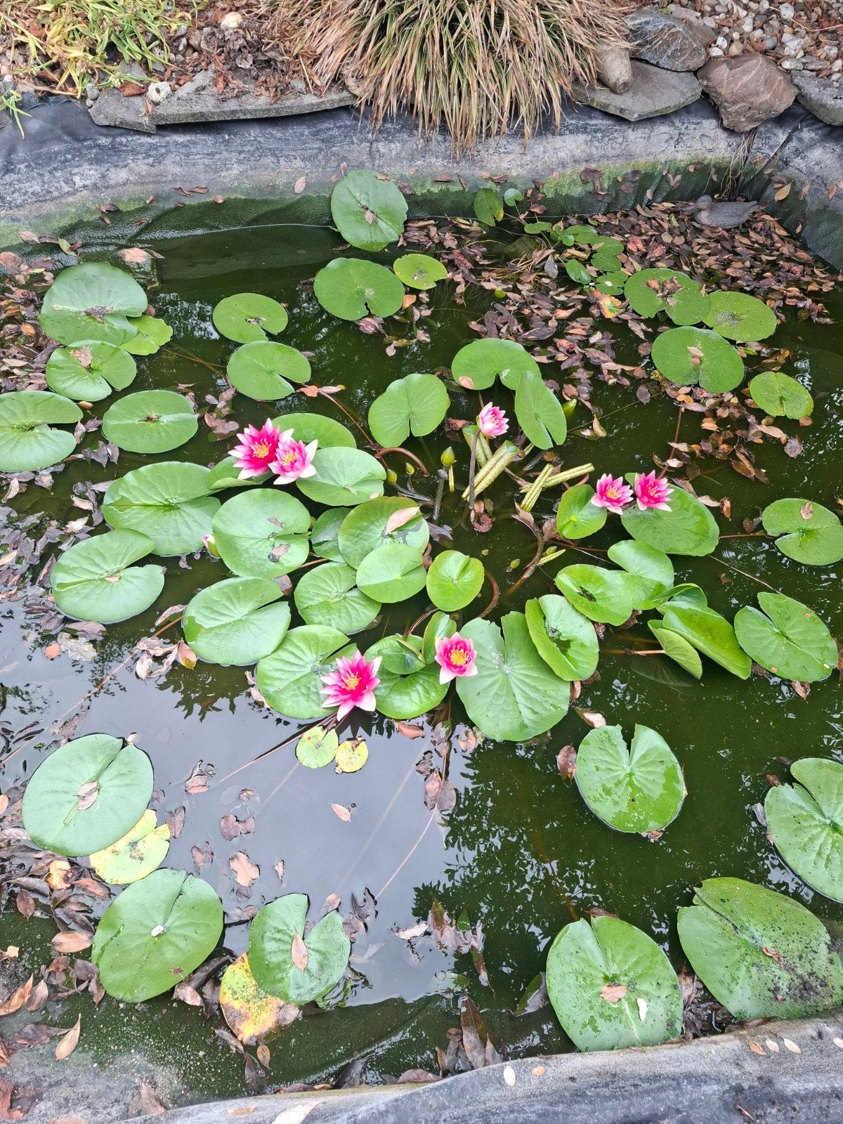 Roze waterlelieplant, Jardin & Terrasse, Étangs, Enlèvement