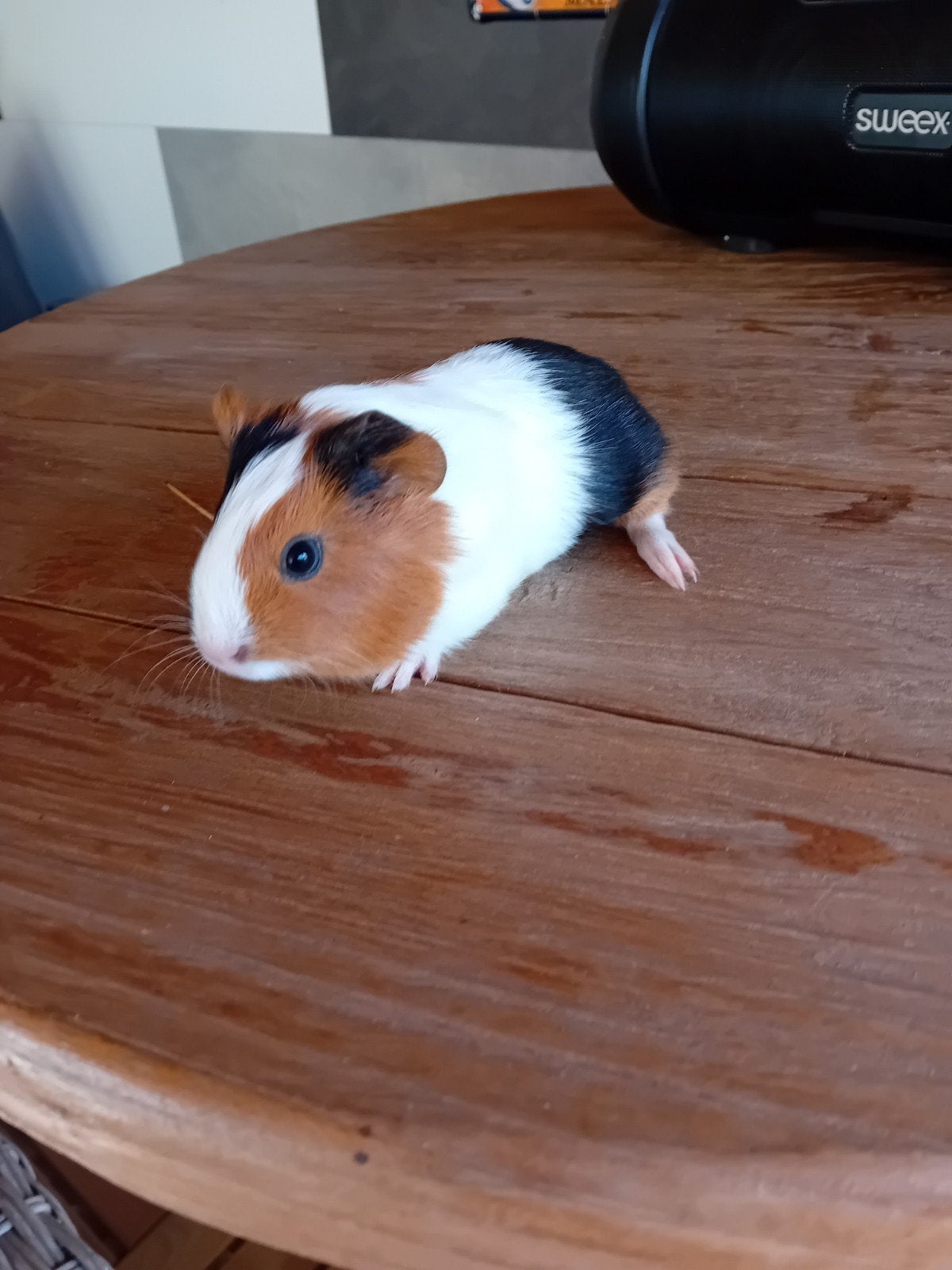 mooi cavia zeugje, Augustus, Cavia
