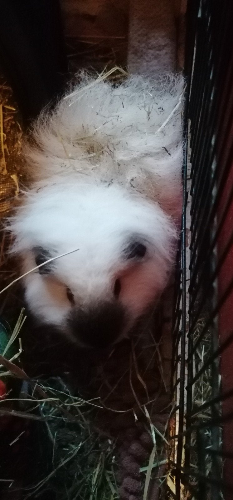 Cavia beertje, Animaux & Accessoires, Rongeurs, Juin, Mâle, Cobaye