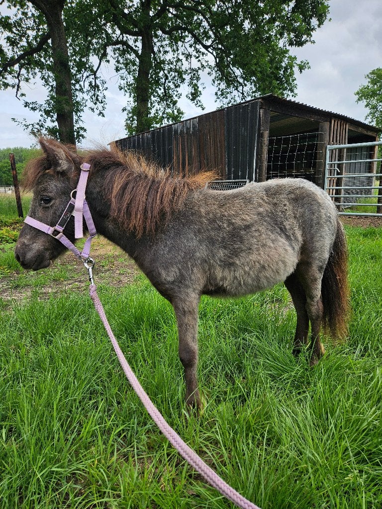 De allerliefste mini-appaloosamerrie met stamboom, Dieren en Toebehoren, Merrie, Met stamboom, 0 tot 2 jaar