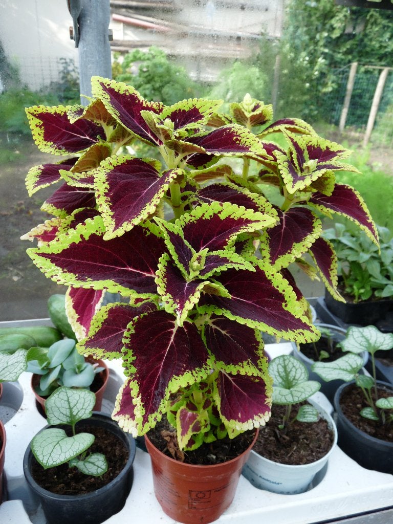 siernetel, Maison & Meubles, Autres espèces, Plante à fleurs, Moins de 100 cm, Enlèvement