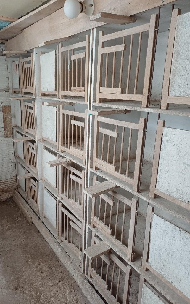 Houten broedbakken, Dieren en Toebehoren, Meerdere dieren, Postduif