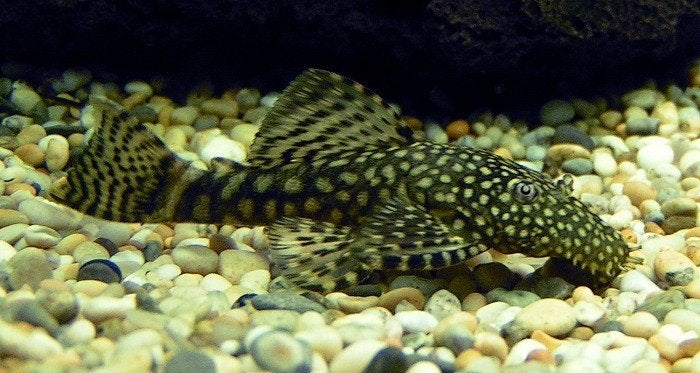 ancistrus dolichoptherus (borstelneusmeerval), Dieren en Toebehoren, Vis, Zoetwatervis
