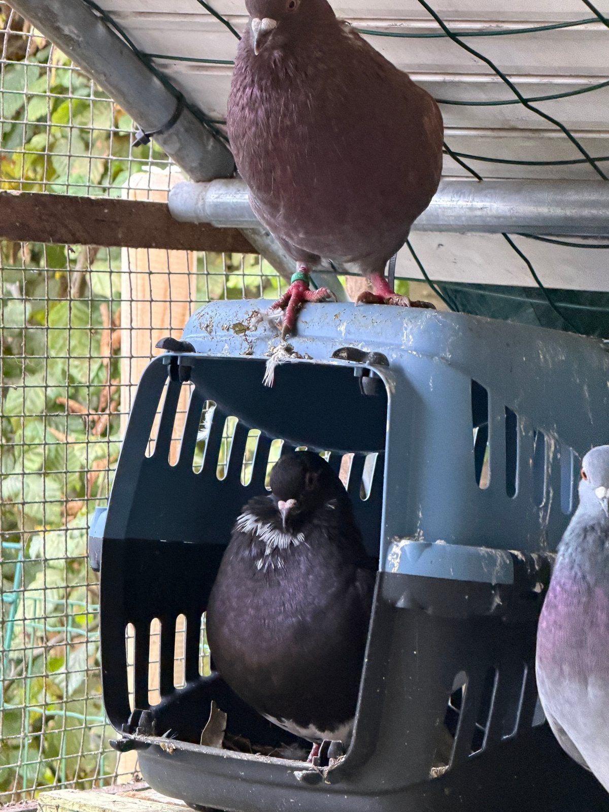 Holle kroppers, Plusieurs animaux, Boulant