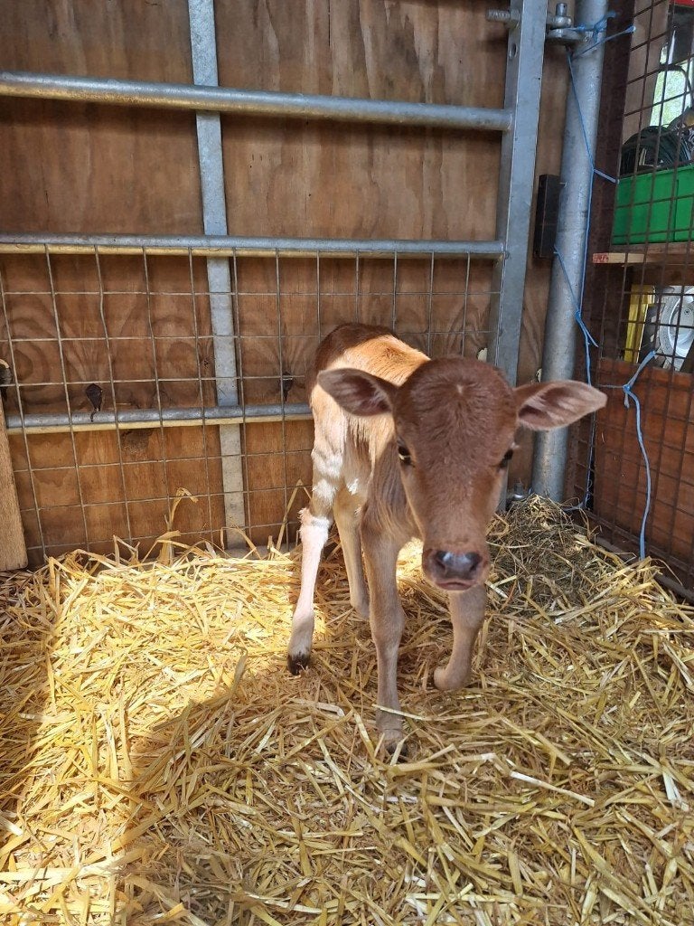 Mini zeboe stiertje, Dieren en Toebehoren, Mannelijk, 0 tot 2 jaar