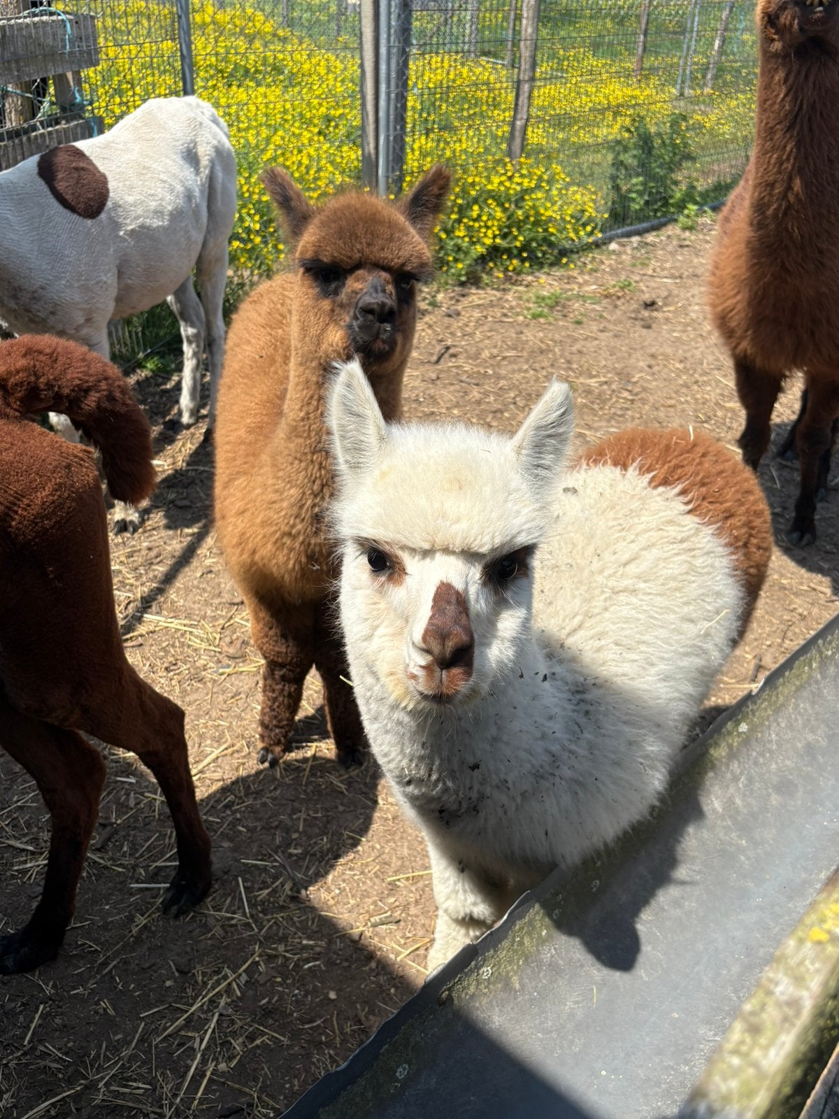Alpaca veulens, Janvier, Plusieurs animaux