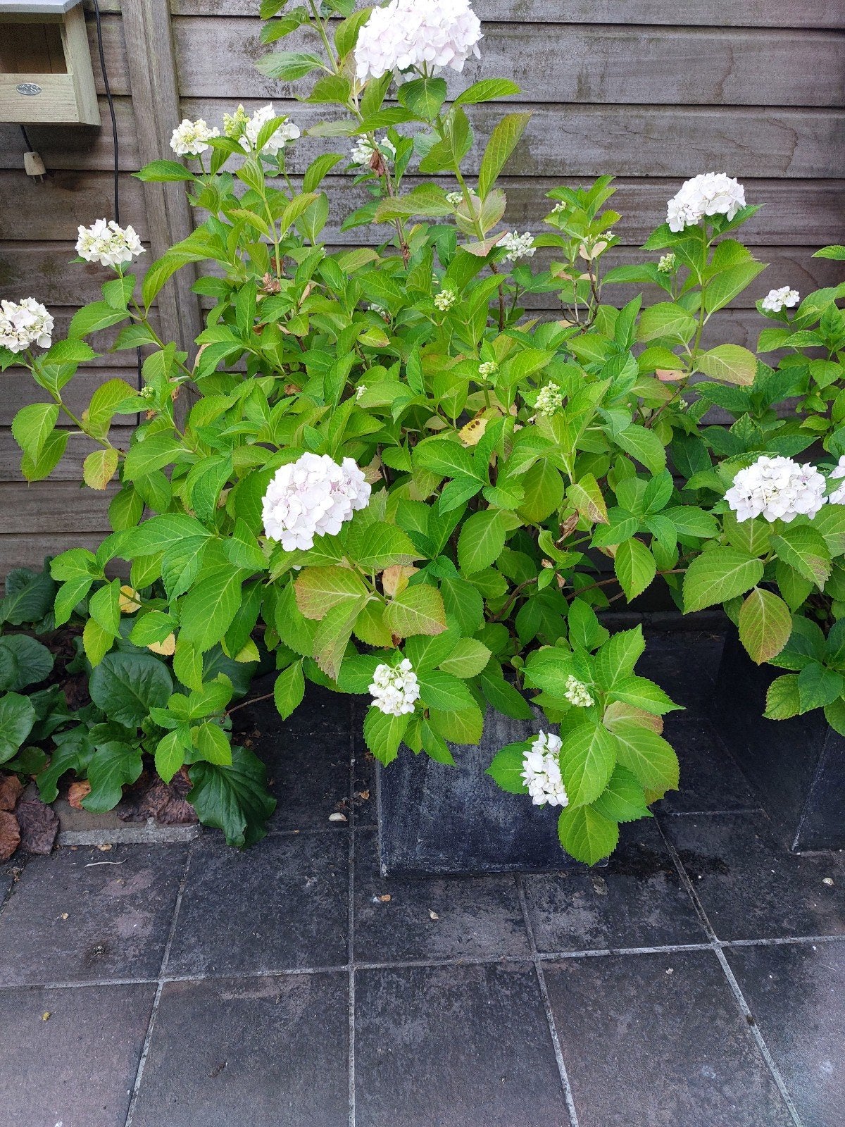 2 grote zwarte bloempotten met hortensias, Tuin en Terras, Ophalen