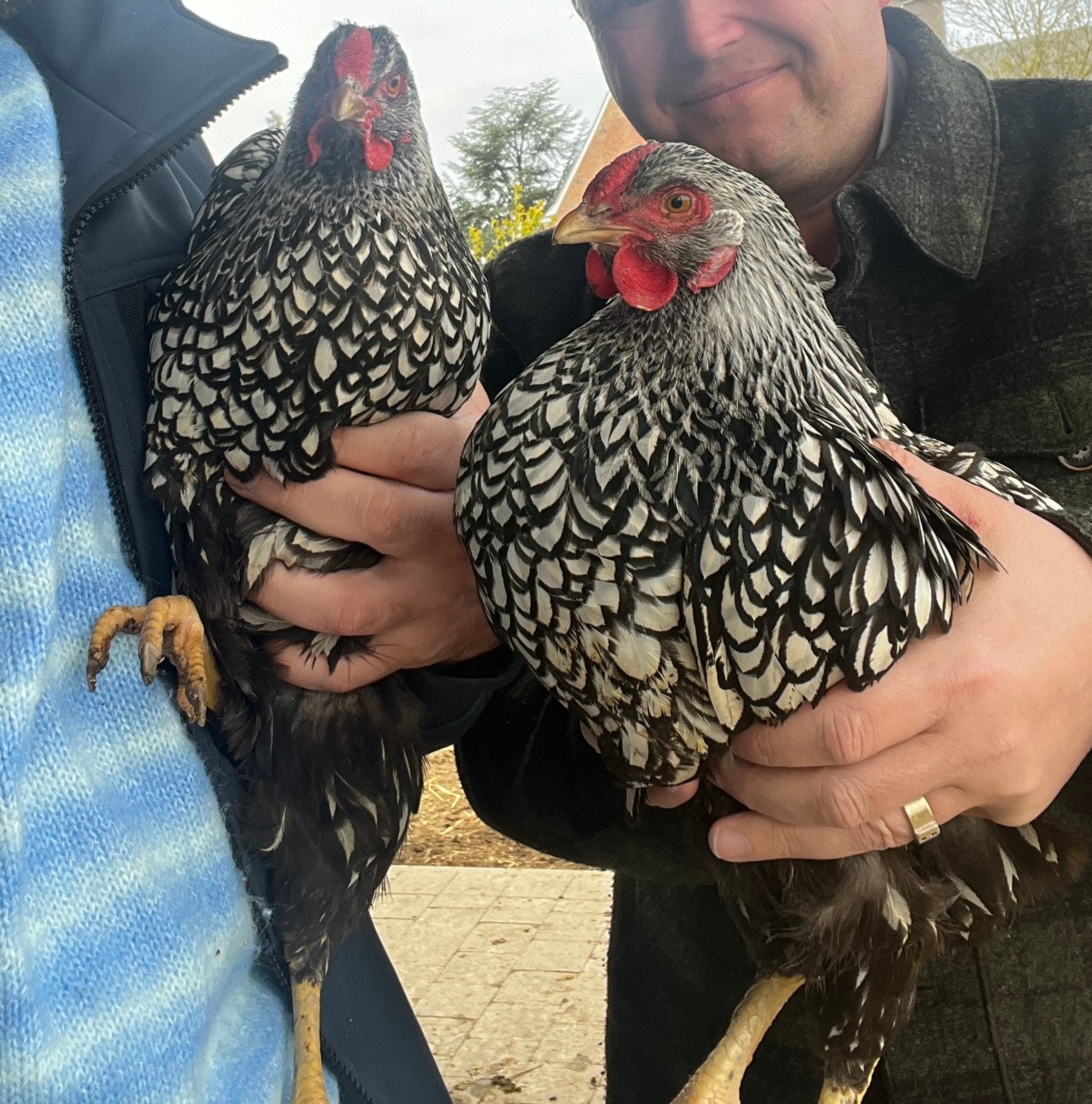 Gezocht: Wyandotte haan, Dieren en Toebehoren, Pluimvee, Mannelijk, Kip