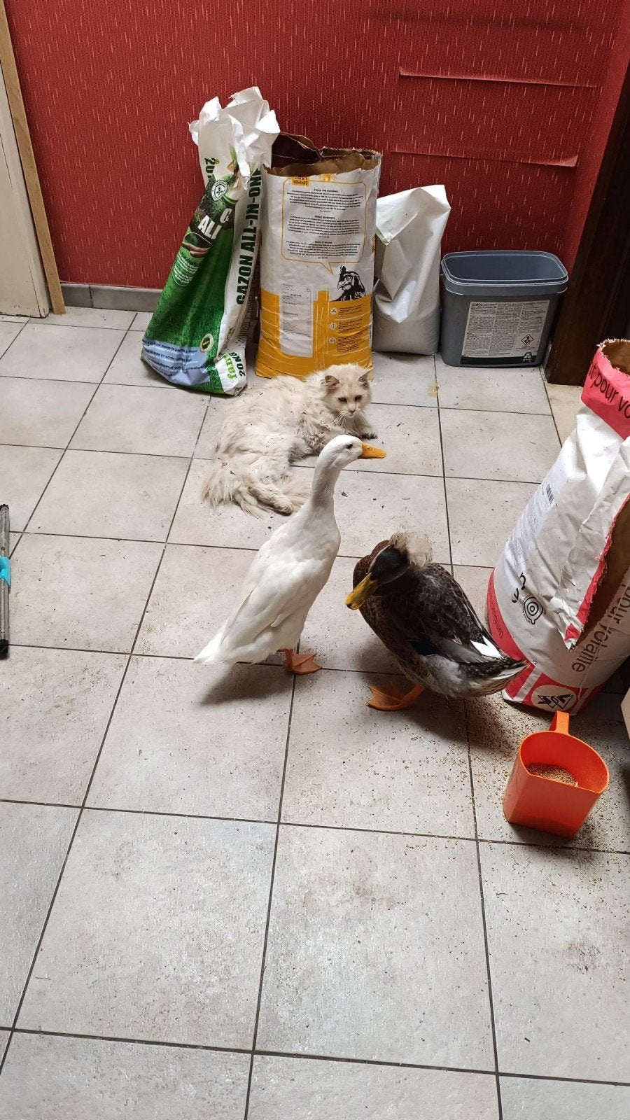 Kuifeend vrouwtje en chinese loopeend vrouwtje, Dieren en Toebehoren, Meerdere dieren, Eend