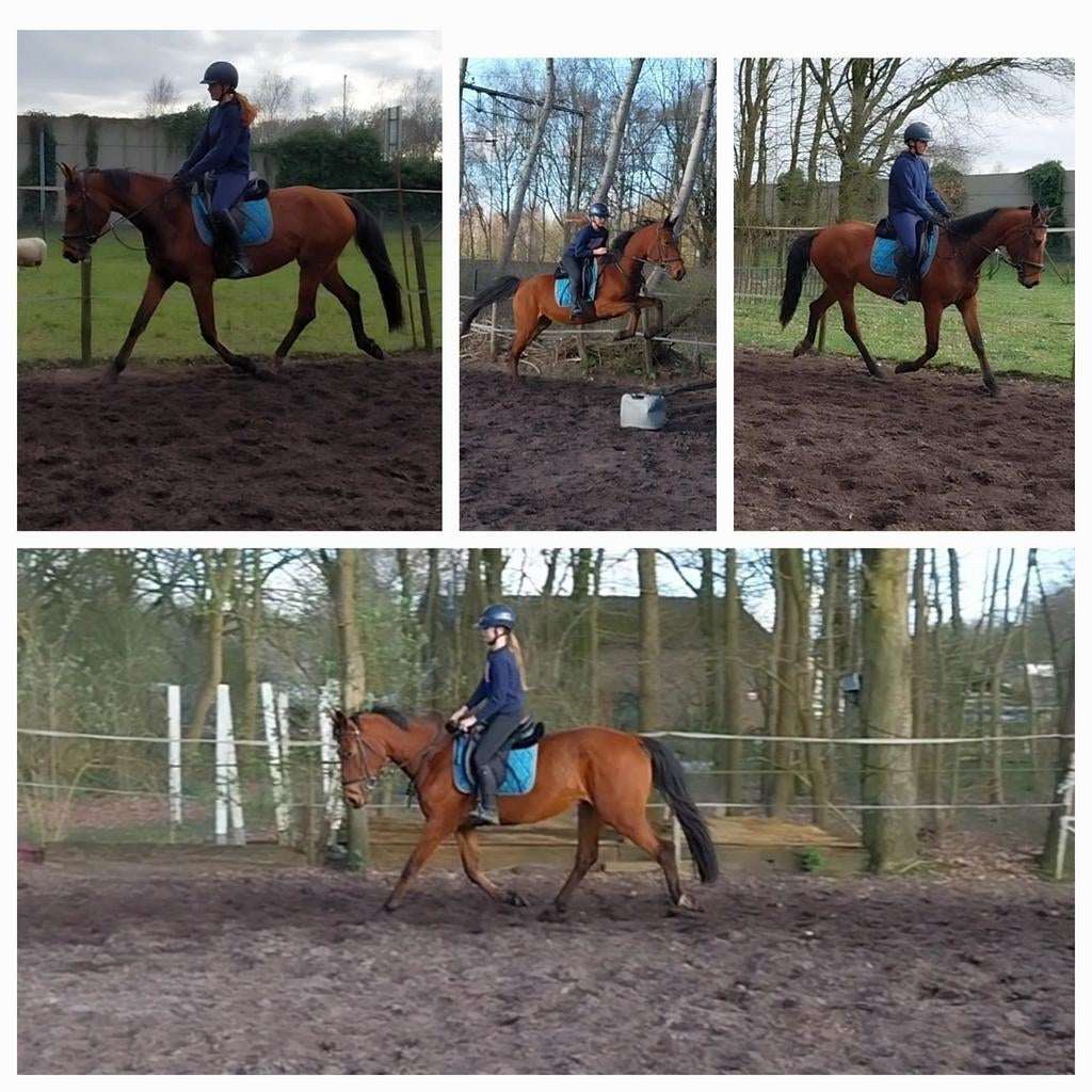 Knappe merrie, Jument