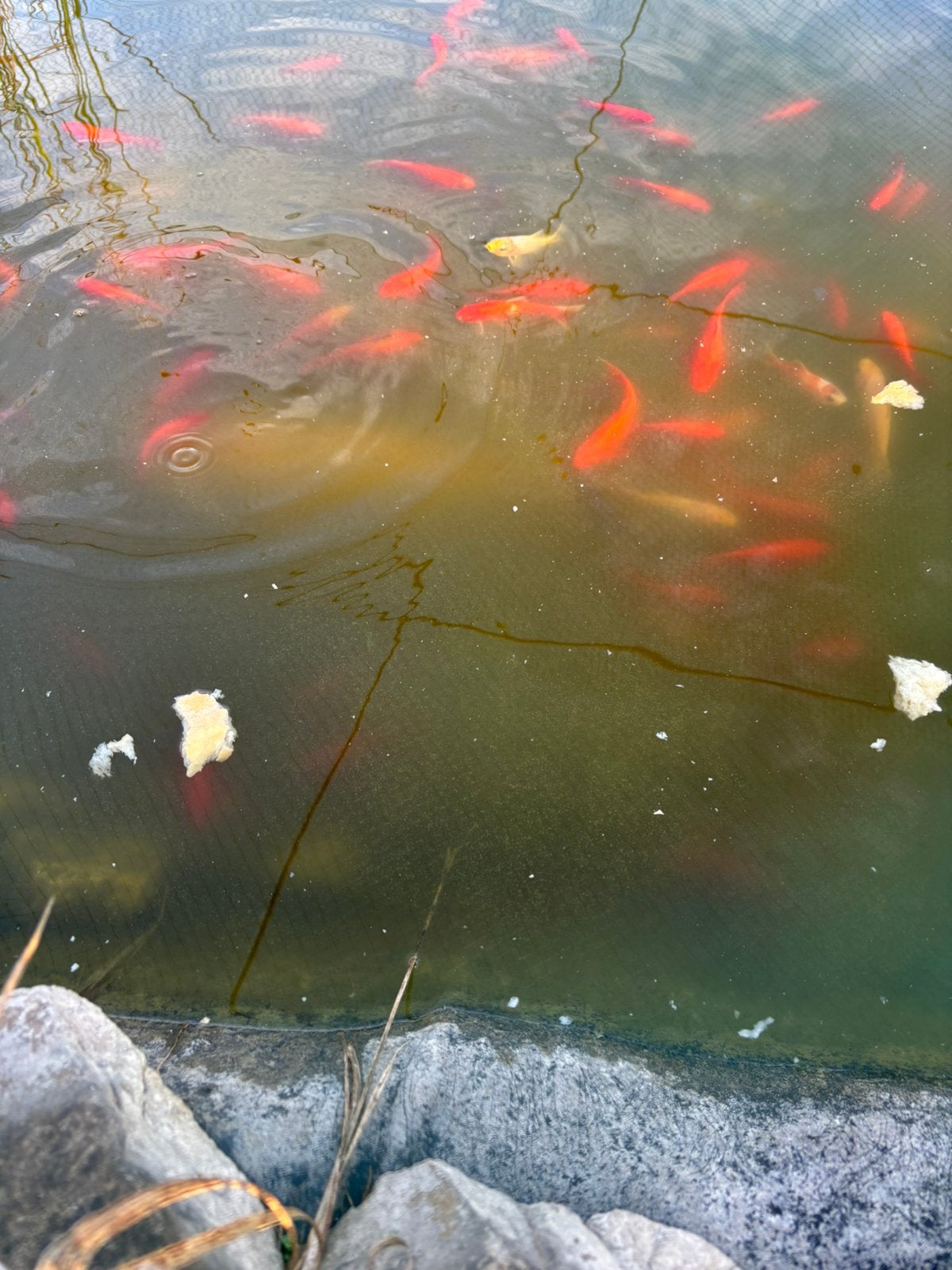 Goudvissen en koi, Poisson(s) rouge(s)