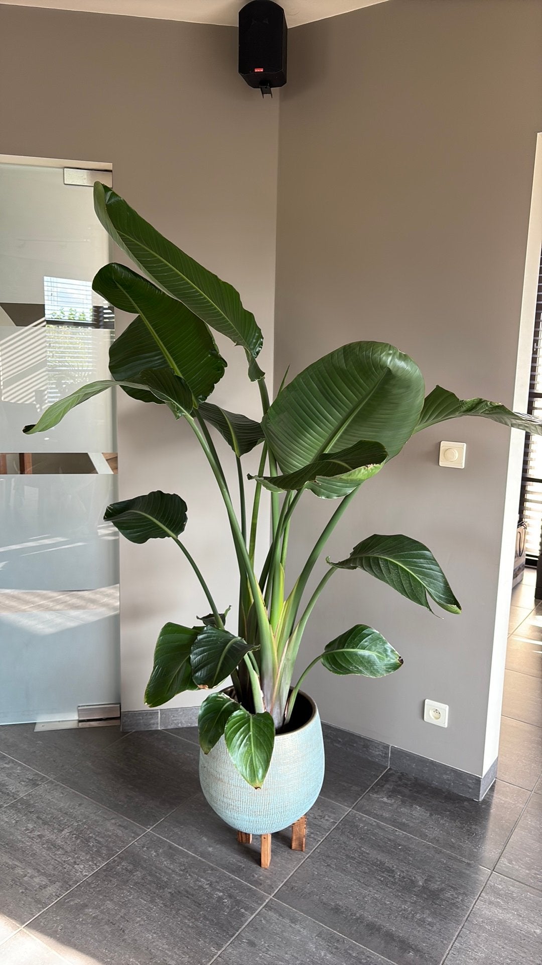 Strelitzia Nicolai, Maison & Meubles, Enlèvement