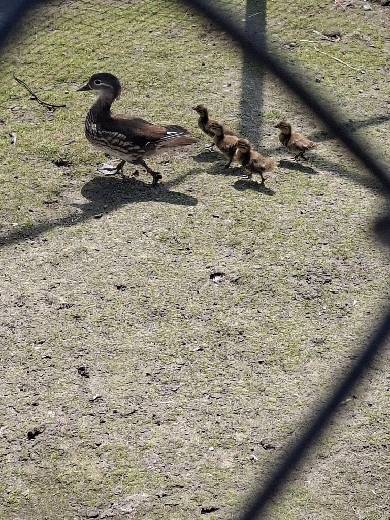 mandarijn eend, Meerdere dieren, Eend