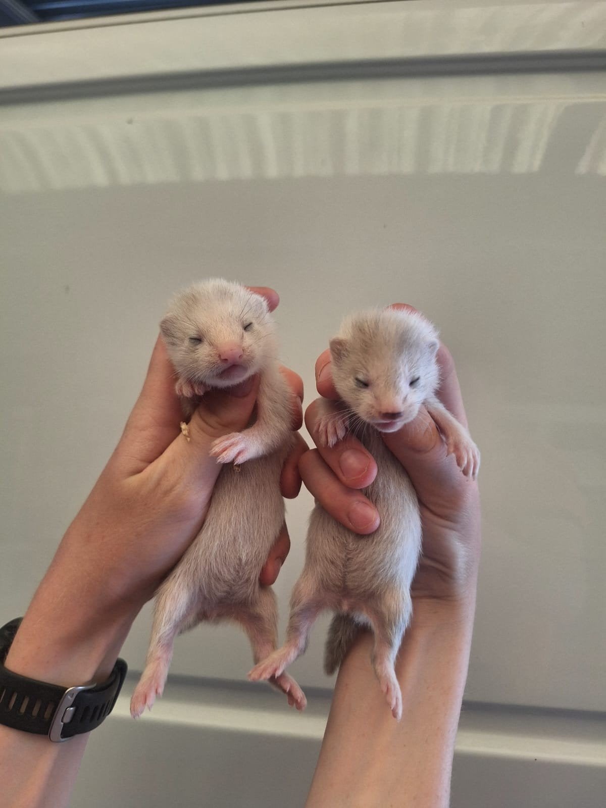 Frettenpups alvast te reserveren, Dieren en Toebehoren, Fret, Mei, Meerdere dieren, Tam