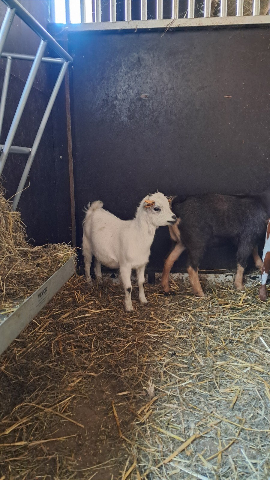 Mieke te koop, Femelle, Chèvre, 0 à 2 ans