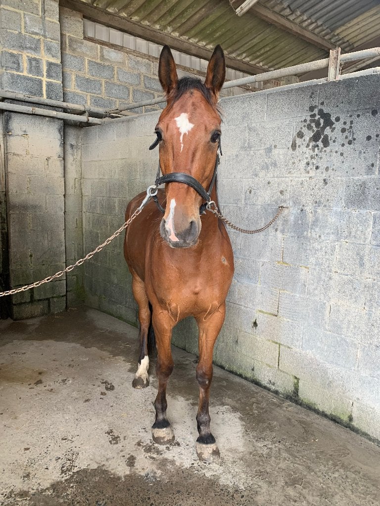 3-jarige ruin, Dieren en Toebehoren, Paarden, Minder dan 160 cm, Met stamboom, Ruin, 3 tot 6 jaar