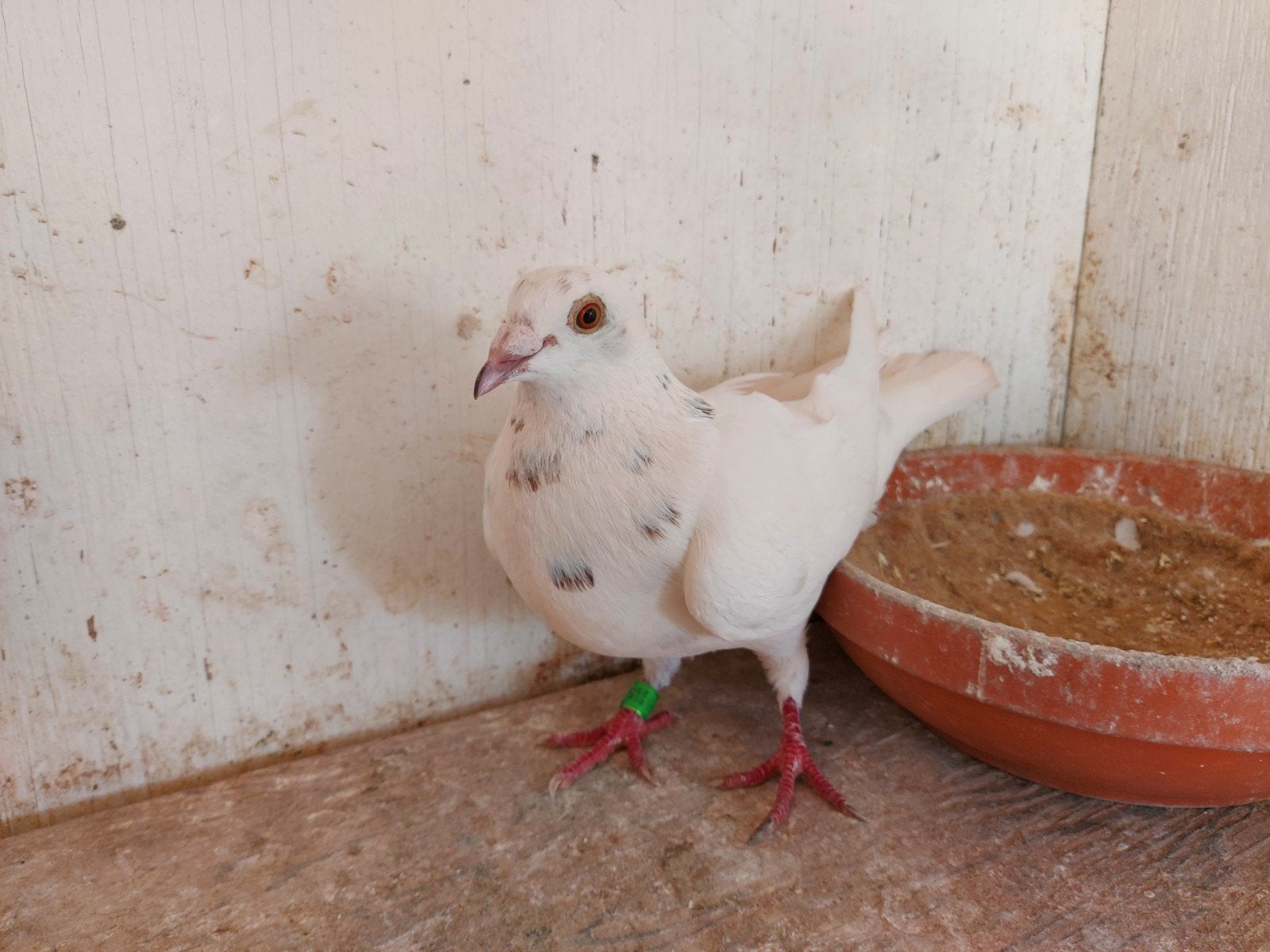 witte duivin 2023 met vlieguitslagen, Dieren en Toebehoren, Vrouwelijk, Postduif