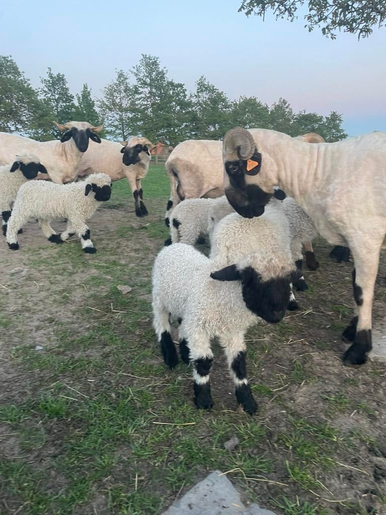 Walliser Schwarznase 2026, Dieren en Toebehoren