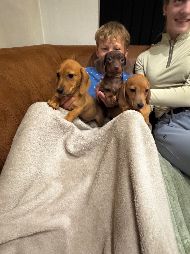 Prachtige dwergteckel pups, Maladie de Carré (chiens), Poils courts, Chien (mâle), Belgique