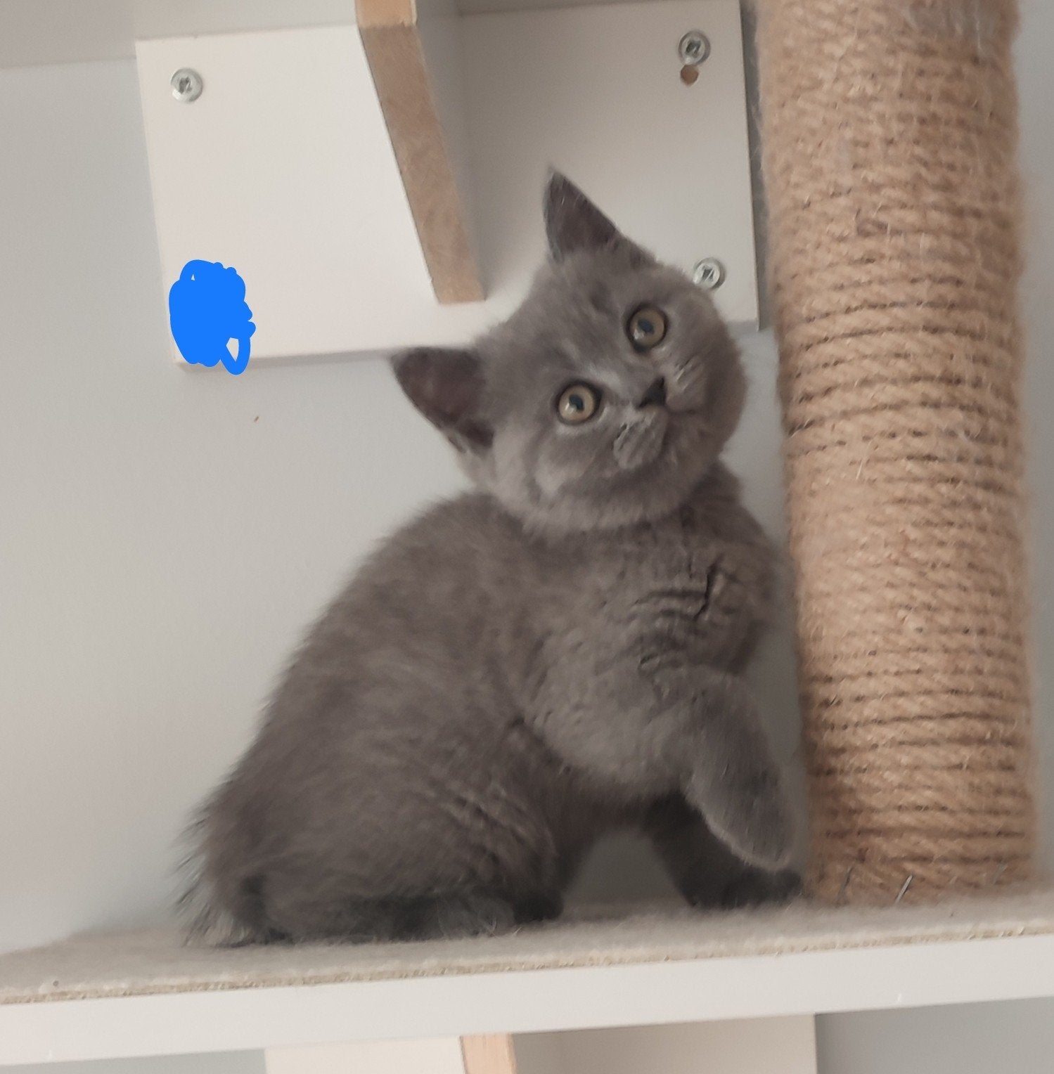 Brits korthaar kittens, Animaux & Accessoires, Chatte ou Chat, Avec puce électronique, 0 à 2 ans