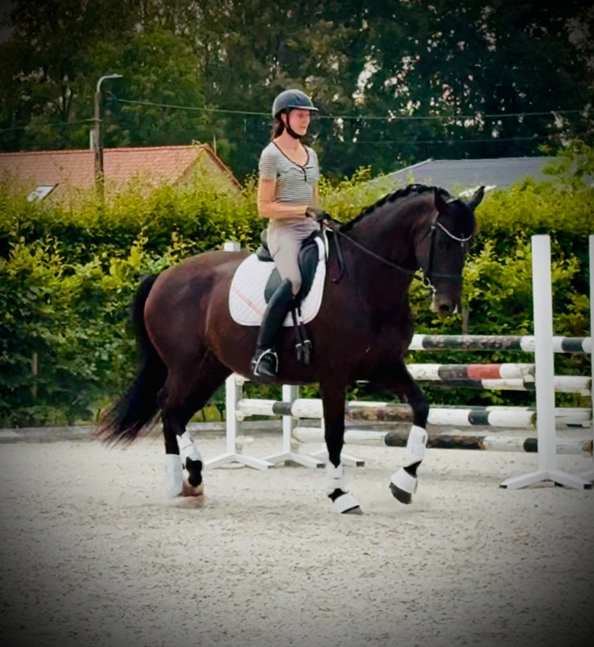 Zuri: Lieve, betrouwbare 6j dressuurmerrie met topafstamming, Animaux & Accessoires, Chevaux, Cheval de dressage, Avec pedigree