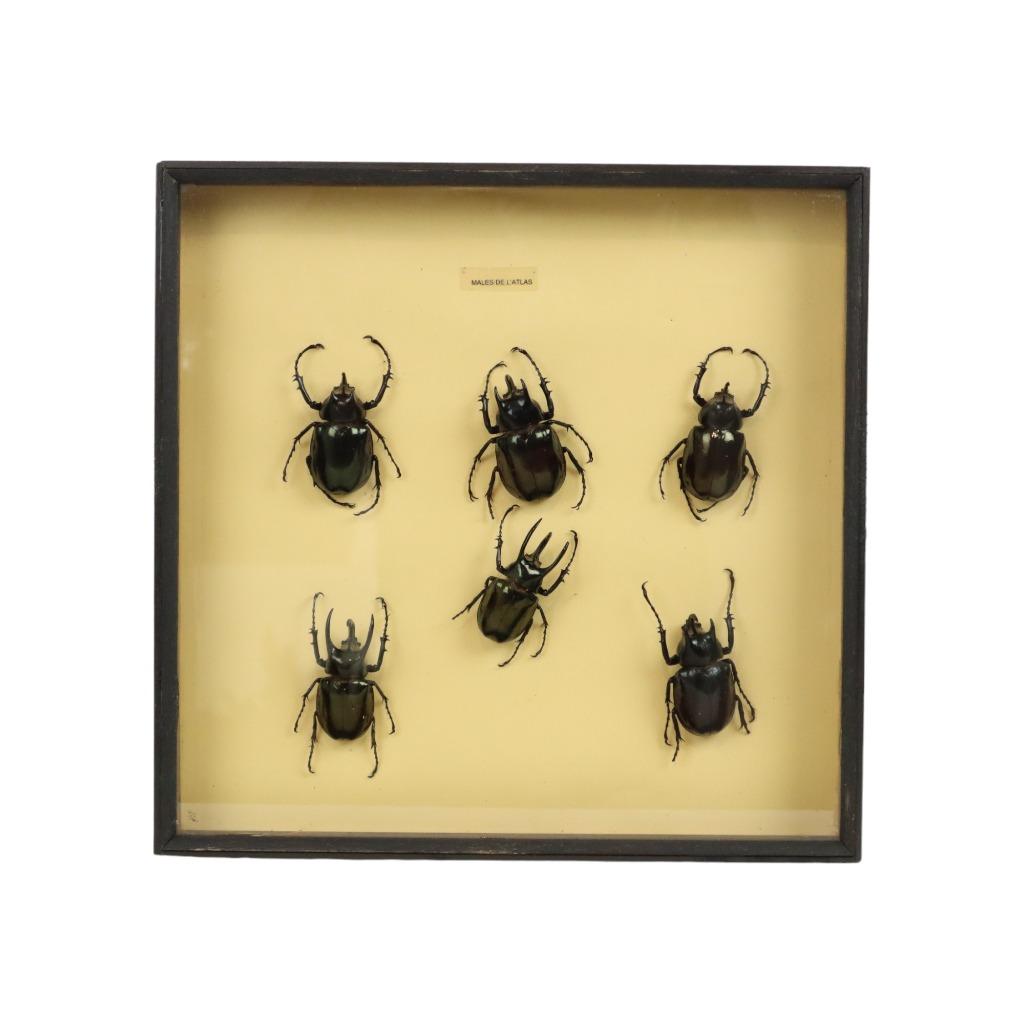 Set van 6 Mannetjes Atlaskevers XL Houten Lijst Taxidermie, Verzamelen, Ophalen of Verzenden, Gebruikt, Insect, Opgezet dier