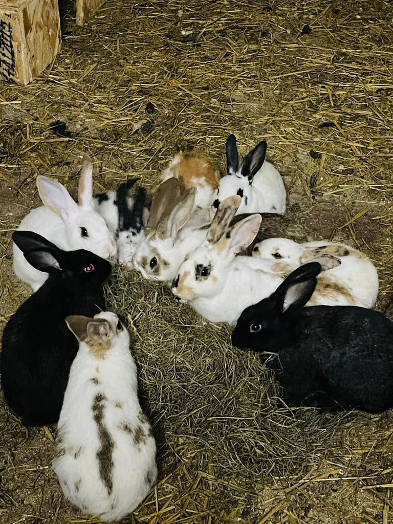 Reuze Vlinder/lotharinger konijnen, Dieren en Toebehoren, Konijnen, Meerdere dieren, Groot, 0 tot 2 jaar