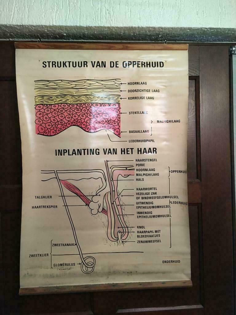 barbier- kapper deco vintage rolposter opperhuid-haar, Verzenden