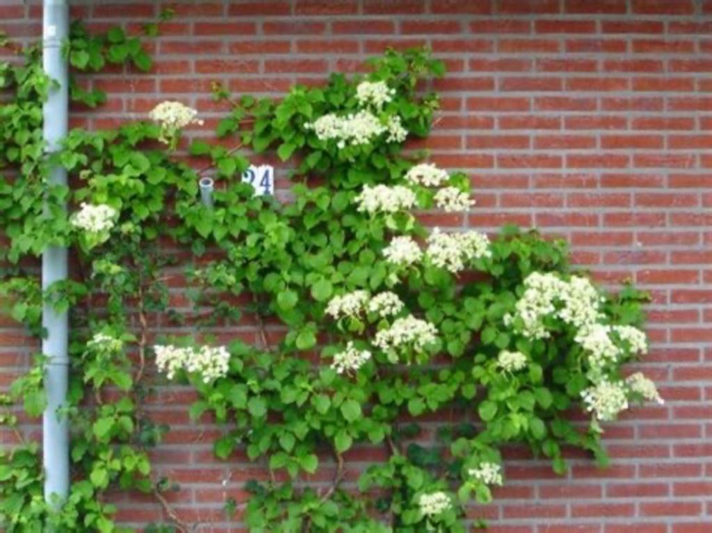 Klimhoriensia, Ophalen of Verzenden