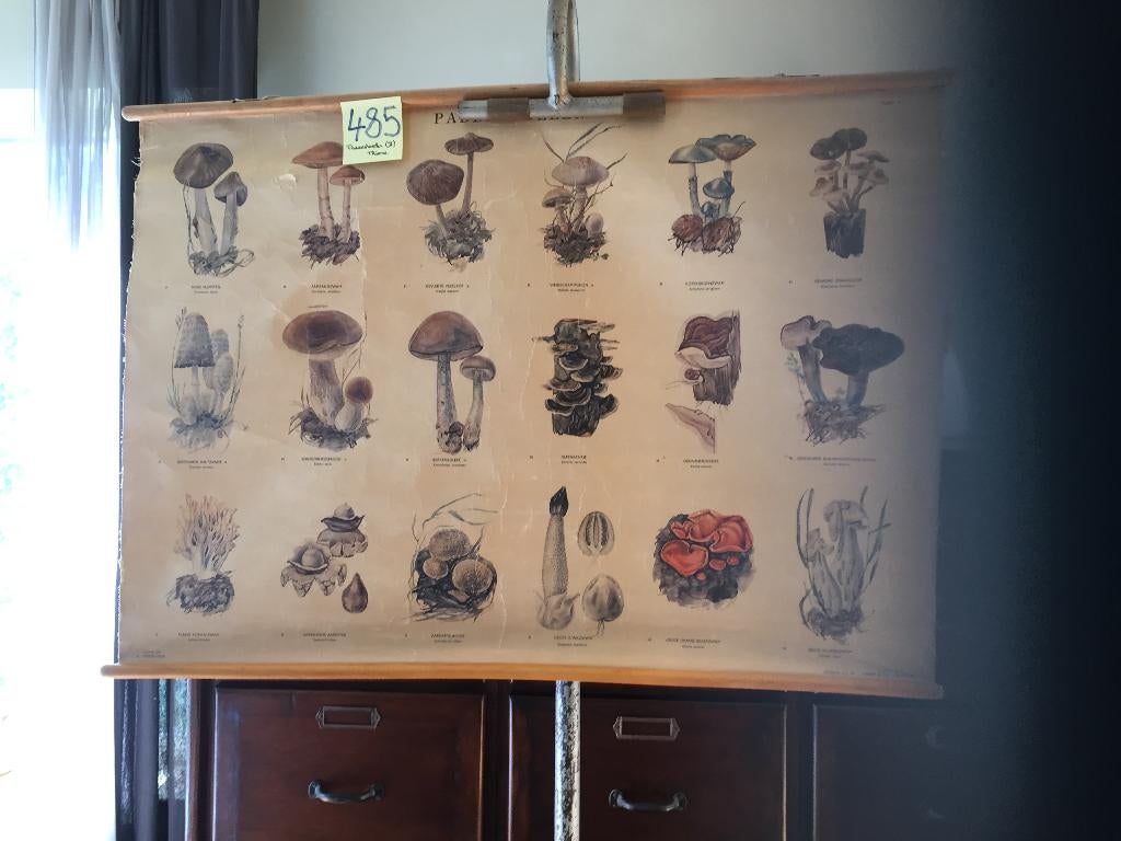 Retro schoolkaart Nr. 485 : Paddenstoelen II, Ophalen of Verzenden, Gebruikt
