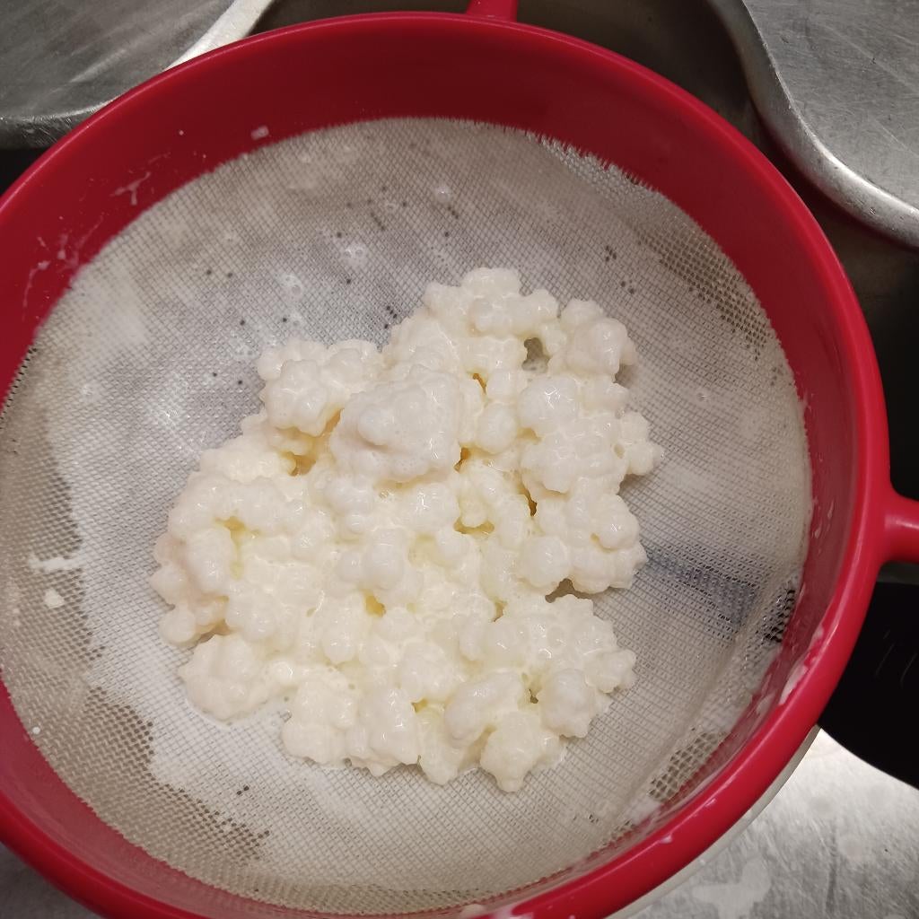 melkkefir - kefirbloemen om zelf kefir te maken + WATERKEFIR, Ophalen