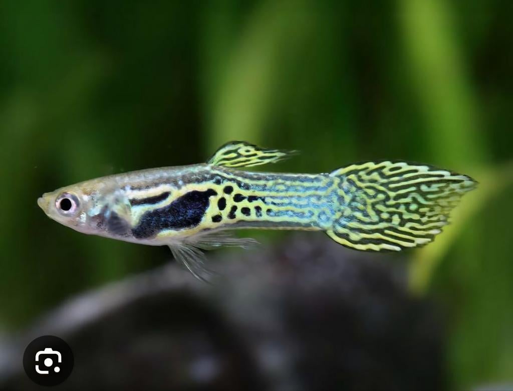 Blue snake tiger Endler guppys
