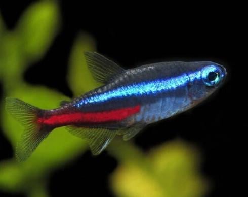 Tetra en barbeel, Dieren en Toebehoren, Vis, Zoetwatervis, Schoolvis