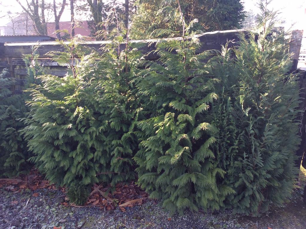 Coniferen: grotere en kleinere planten., Tuin en Terras, Ophalen, Conifeer, Haag, Minder dan 100 cm