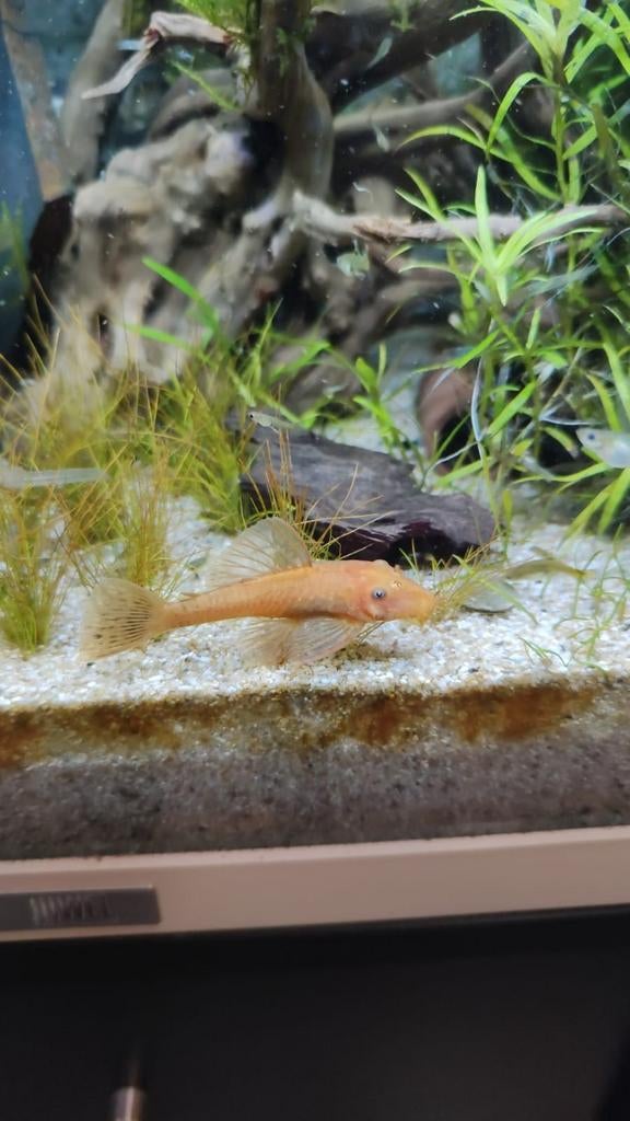 2 lemon ancistrus, Poisson, Poisson d'eau douce