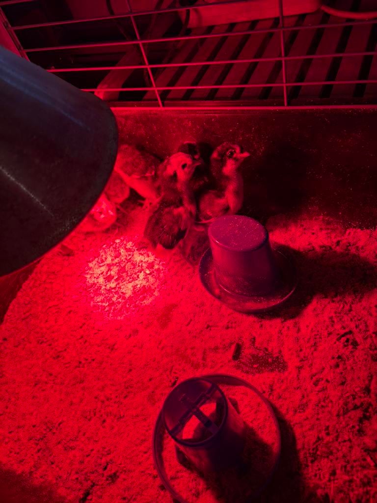 Gezocht bevruchte kip/eend/ganzen eieren, Meerdere dieren, Overige soorten