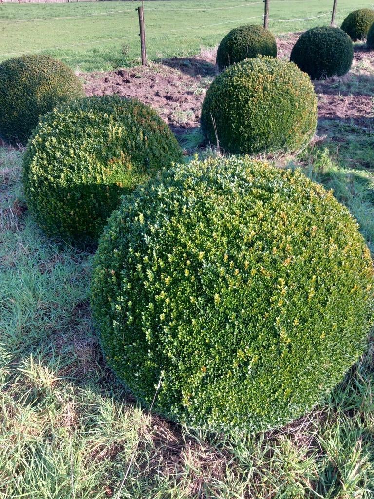 Grote buxusbollen tot 1,30 meter, Ophalen, Buxus