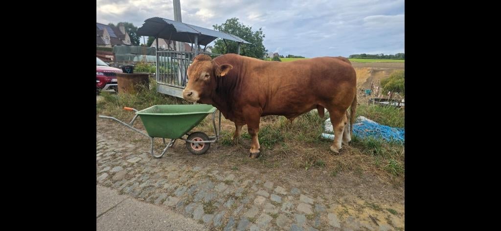 Limousin stier, Dieren en Toebehoren