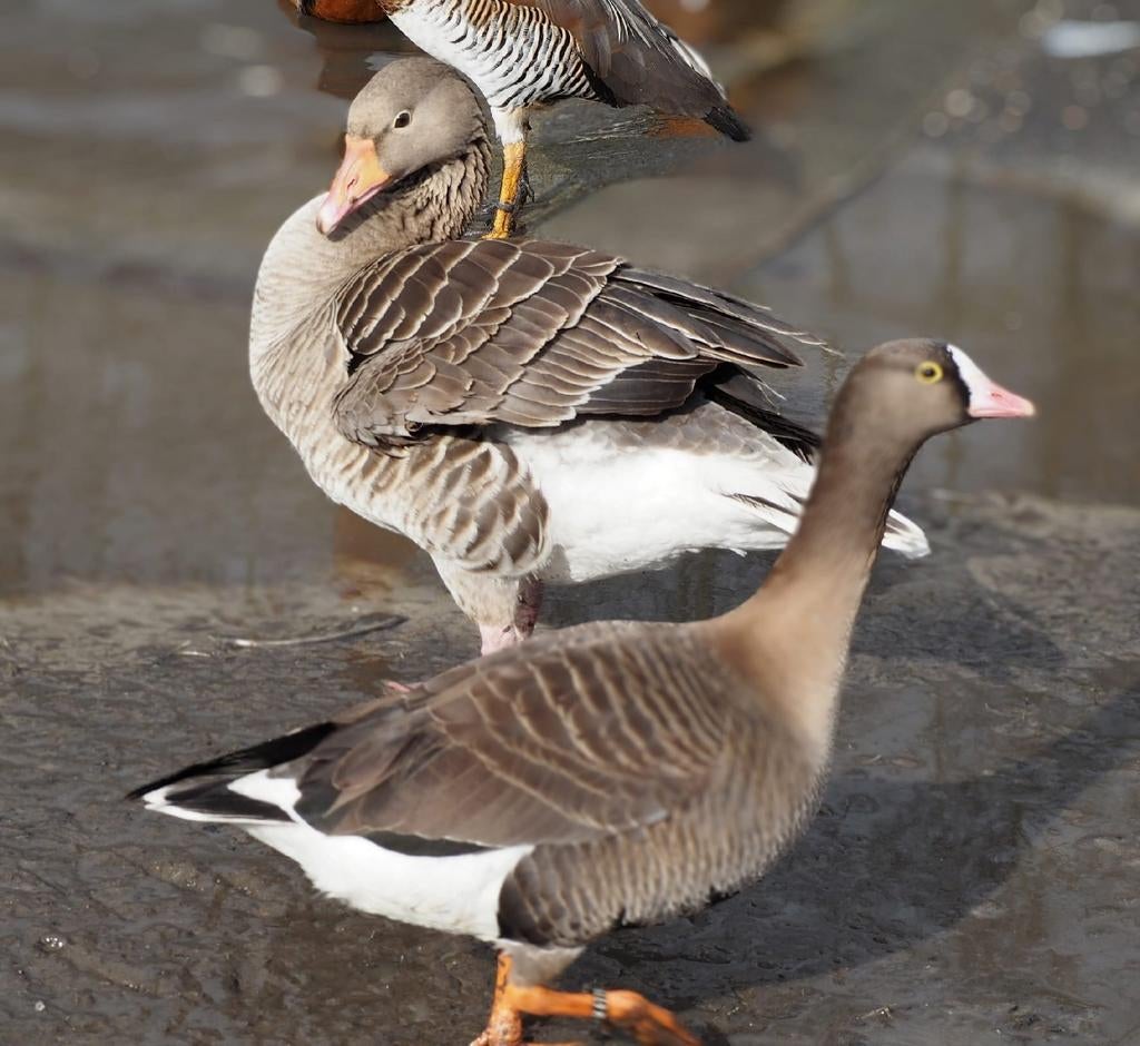 Ganzen goudoogganzen, Dieren en Toebehoren, Meerdere dieren, Gans of Zwaan